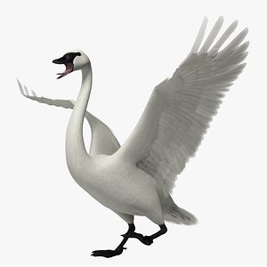 Cygnus Buccinator 'Trumpeter Swan'