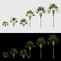 Ravenala madagascariensis - Travellers Palm