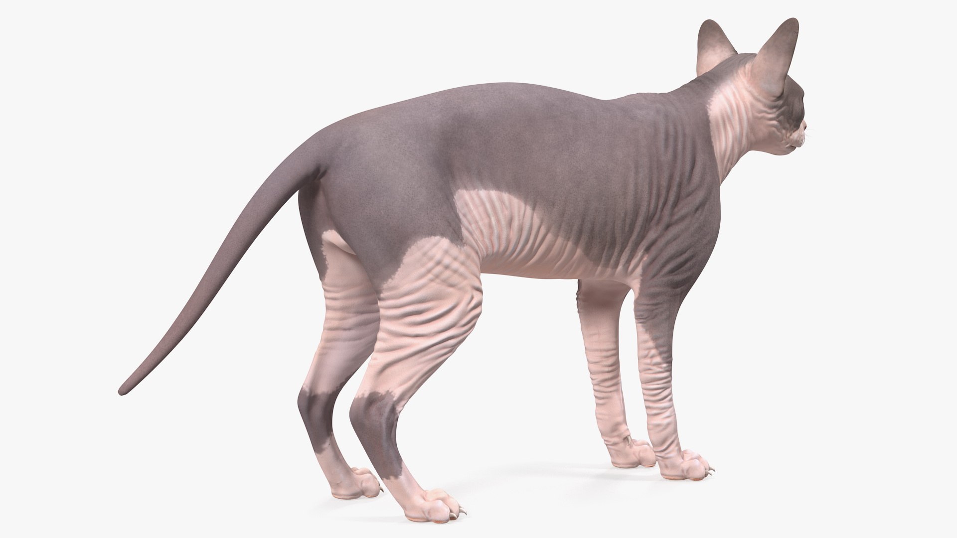 3D Rigged Sphynx Cat with Cat Scratching Post Collection for Modo https://p.turbosquid.com/ts-thumb/eN/GATPSn/A0/riggedsphynxcatwithcatscratchingpostcollection3dsmodel027/jpg/1638291755/1920x1080/fit_q87/efdd92a2fc2cdcef415150a489dd892d18e889ce/riggedsphynxcatwithcatscratchingpostcollection3dsmodel027.jpg