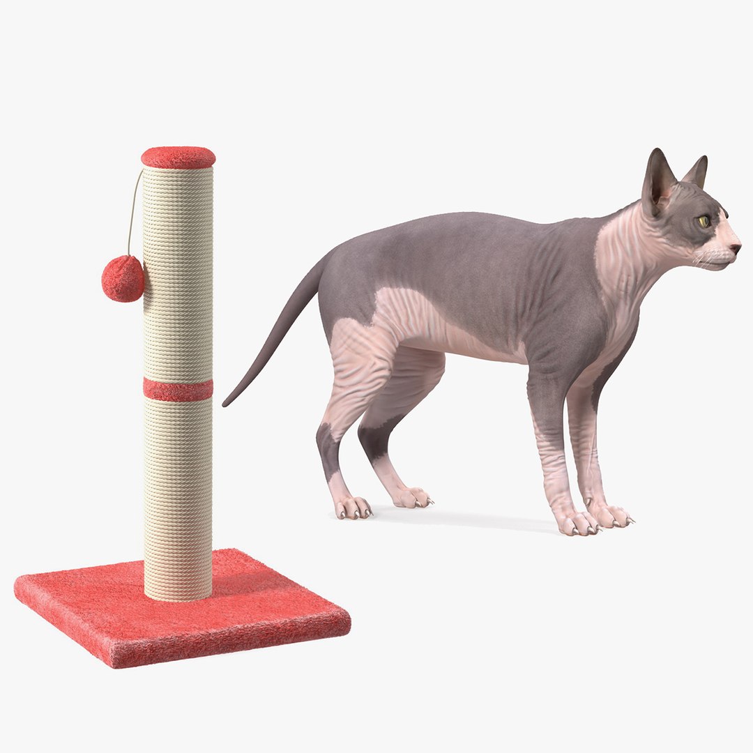 3D Rigged Sphynx Cat with Cat Scratching Post Collection for Modo https://p.turbosquid.com/ts-thumb/eN/GATPSn/KE/rigged_sphynx_cat_with_cat_scratching_post_collection_for_modo_lxo_01/jpg/1654156388/1920x1080/fit_q87/9490e9e3f373a47629494c6259d99c3342e638d4/rigged_sphynx_cat_with_cat_scratching_post_collection_for_modo_lxo_01.jpg