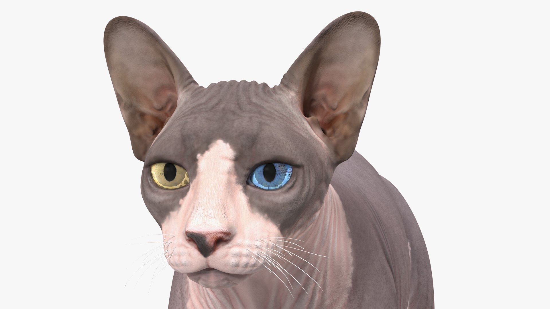 3D Rigged Sphynx Cat with Cat Scratching Post Collection for Modo https://p.turbosquid.com/ts-thumb/eN/GATPSn/Uf/riggedsphynxcatwithcatscratchingpostcollection3dsmodel028/jpg/1638291757/1920x1080/fit_q87/04204433a3ee9e47ee0baee7252069adb4d9cd47/riggedsphynxcatwithcatscratchingpostcollection3dsmodel028.jpg