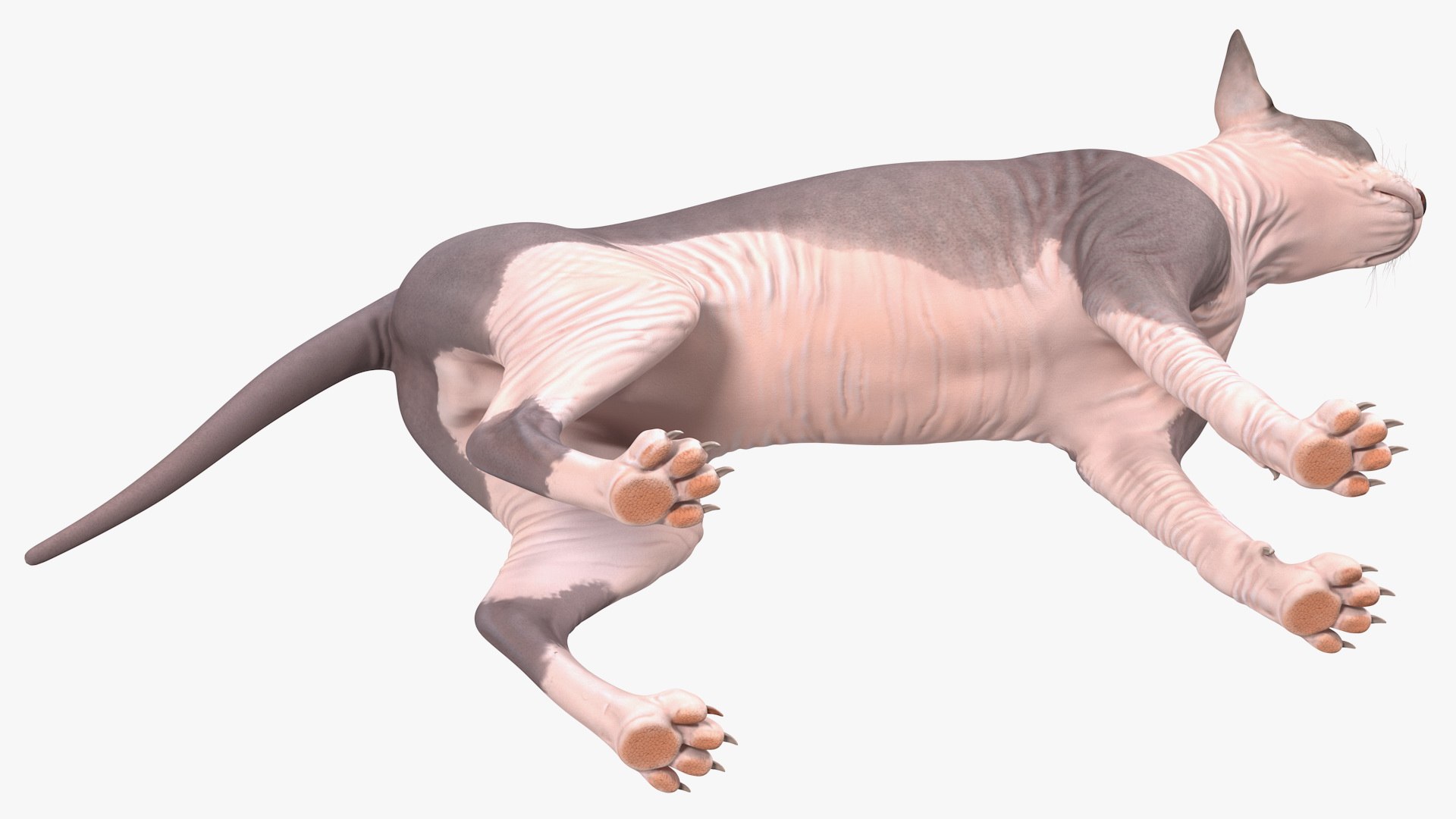 3D Rigged Sphynx Cat with Cat Scratching Post Collection for Modo https://p.turbosquid.com/ts-thumb/eN/GATPSn/jA/riggedsphynxcatwithcatscratchingpostcollection3dsmodel031/jpg/1638291764/1920x1080/fit_q87/b60867fd0d36a2c33442b2461c41e092d5483c73/riggedsphynxcatwithcatscratchingpostcollection3dsmodel031.jpg