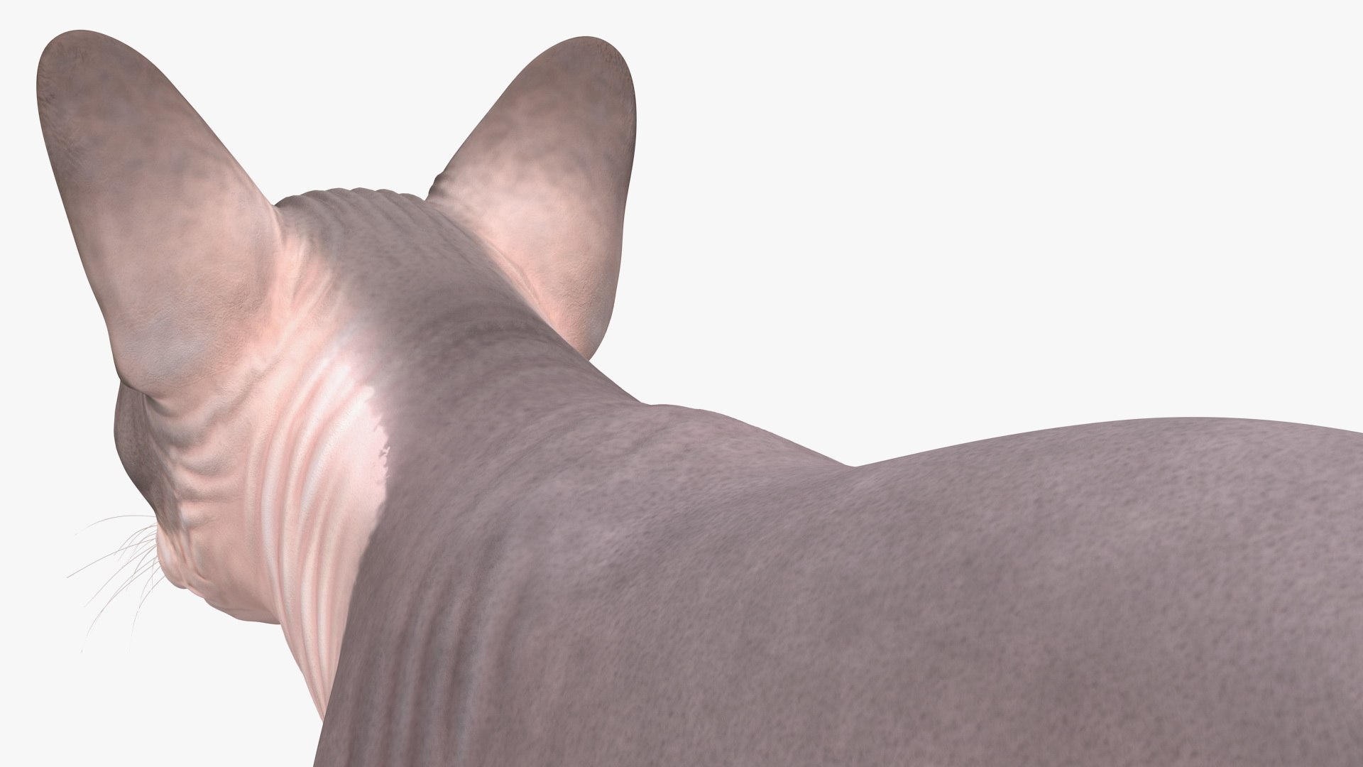 3D Rigged Sphynx Cat with Cat Scratching Post Collection for Modo https://p.turbosquid.com/ts-thumb/eN/GATPSn/li/riggedsphynxcatwithcatscratchingpostcollection3dsmodel029/jpg/1638291759/1920x1080/fit_q87/e2bd24f06bccee61039ed604a2f49eb970d114e2/riggedsphynxcatwithcatscratchingpostcollection3dsmodel029.jpg