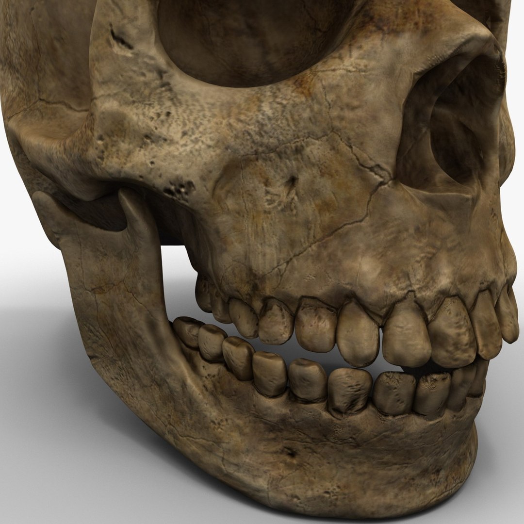 max neanderthal skull anatomy https://p.turbosquid.com/ts-thumb/eN/JHhBE6/7it3wlxv/neanderthalskull_12/jpg/1377044971/1920x1080/fit_q87/e3b3cdfa8b026d1c732a91c47197da2cb726bc34/neanderthalskull_12.jpg