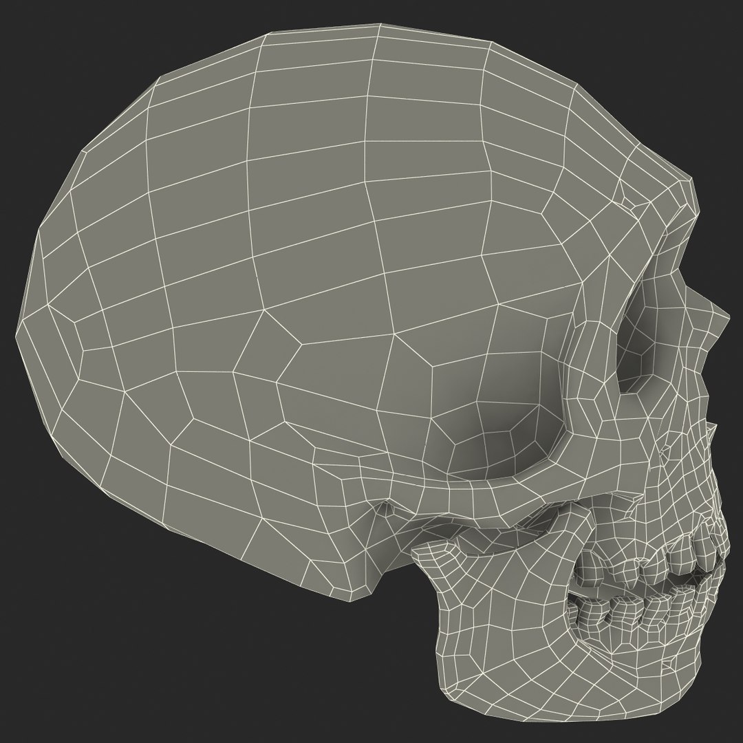 max neanderthal skull anatomy https://p.turbosquid.com/ts-thumb/eN/JHhBE6/F92C8cka/neanderthalskull_17/jpg/1377045004/1920x1080/fit_q87/a5aed09ede33039542a9ab3dfd14a06073370083/neanderthalskull_17.jpg