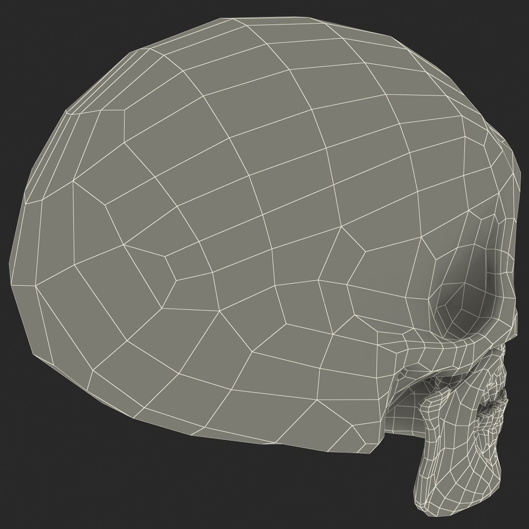 max neanderthal skull anatomy https://p.turbosquid.com/ts-thumb/eN/JHhBE6/HamMyKD5/neanderthalskull_18/jpg/1377045012/1920x1080/fit_q87/9bcd3121c81c9aac8bc9f94404900dd88ebe980b/neanderthalskull_18.jpg