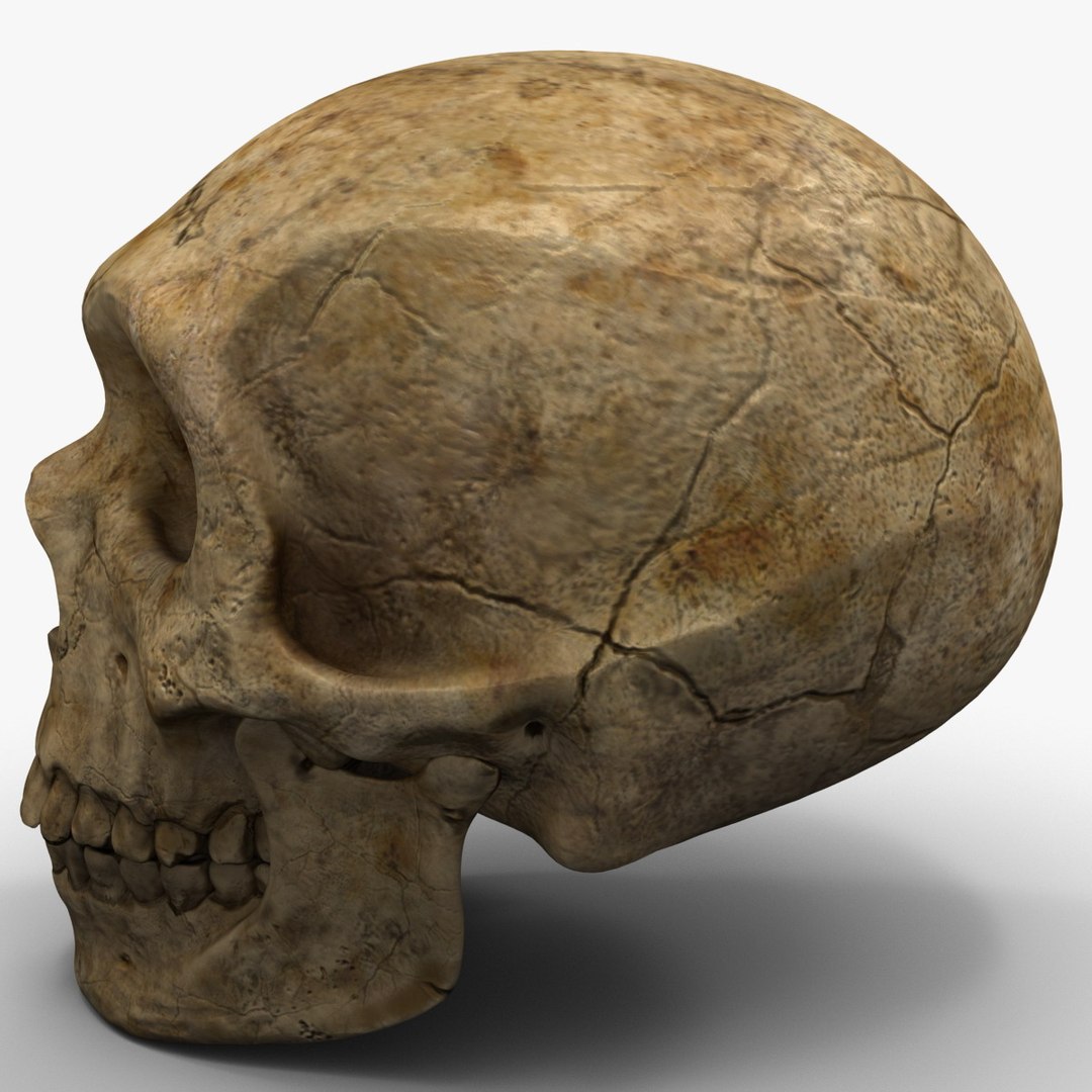 max neanderthal skull anatomy https://p.turbosquid.com/ts-thumb/eN/JHhBE6/IvixwH8i/neanderthalskull_6/jpg/1377044926/1920x1080/fit_q87/a36ea9a8a189040b8ebb1baf66c9b69bff3dadba/neanderthalskull_6.jpg