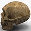 Neanderthal Skull