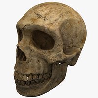 Neanderthal Skull
