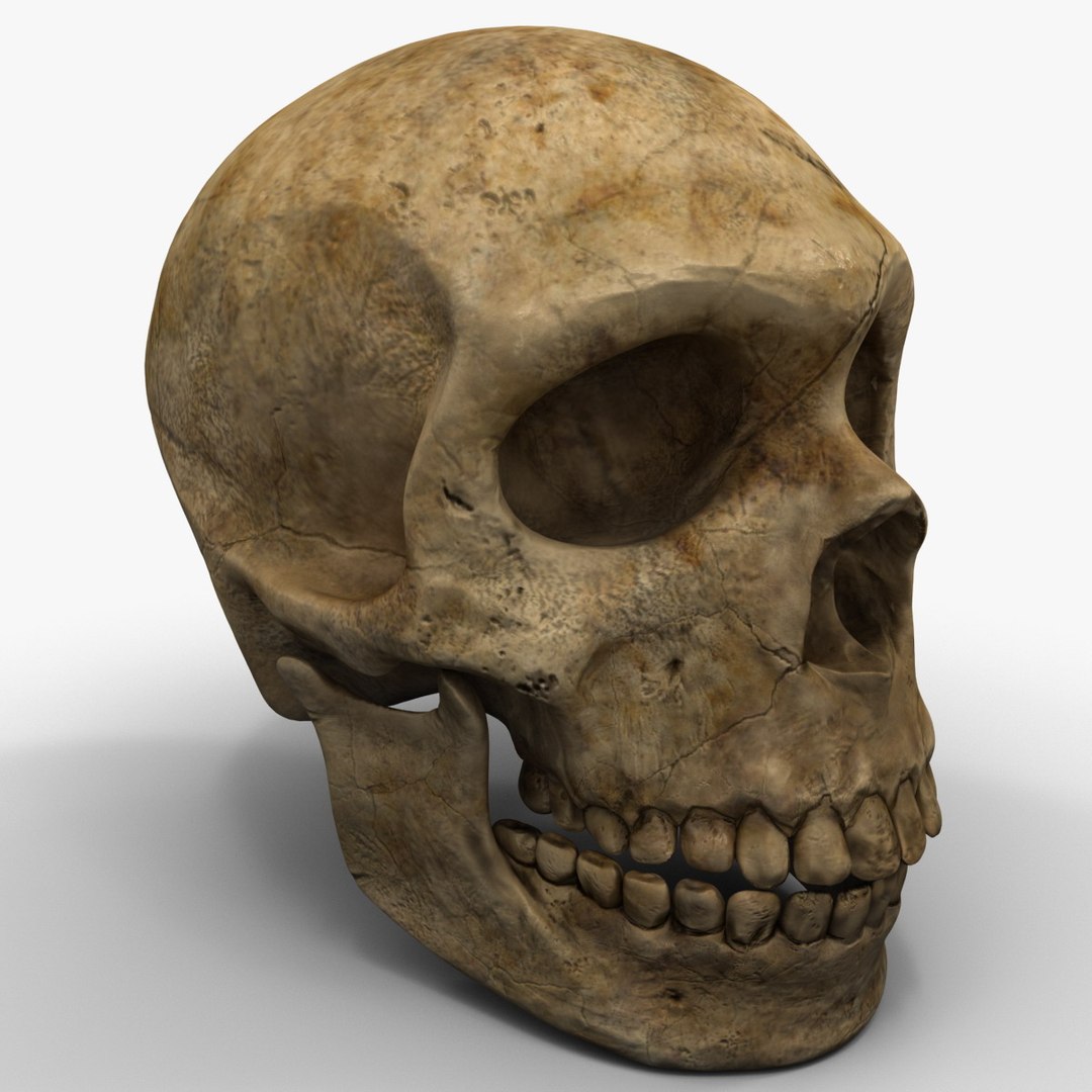 max neanderthal skull anatomy https://p.turbosquid.com/ts-thumb/eN/JHhBE6/VvpA0FTP/neanderthalskull_8/jpg/1377044942/1920x1080/fit_q87/62a95ab368c2ee57338ec4e7165b20ad0bb1b6bd/neanderthalskull_8.jpg