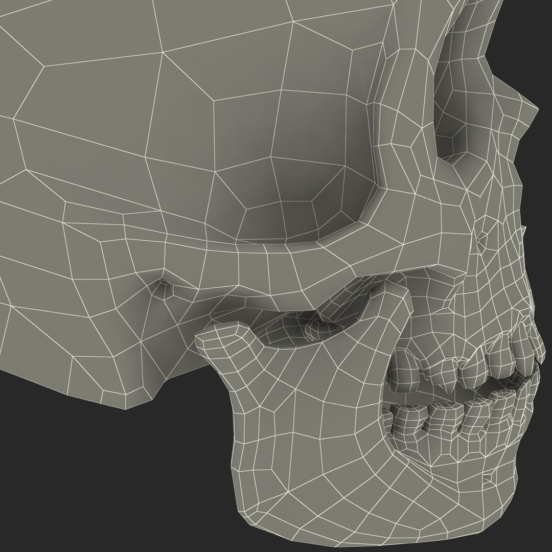 max neanderthal skull anatomy https://p.turbosquid.com/ts-thumb/eN/JHhBE6/W810Xb9C/neanderthalskull_21/jpg/1377045022/1920x1080/fit_q87/7ba5e9d11bb24878a37408e0c72d9836bf72aa49/neanderthalskull_21.jpg