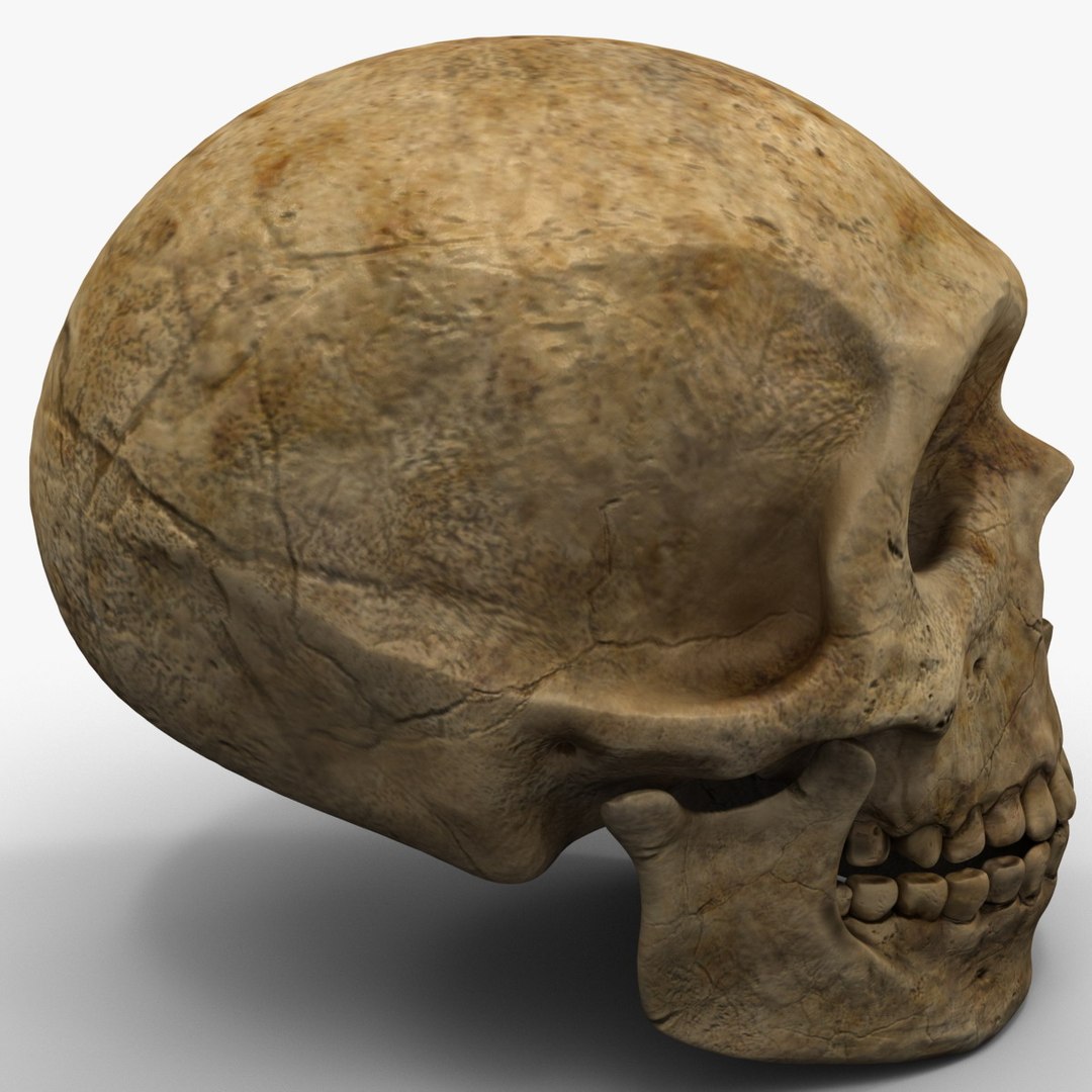 max neanderthal skull anatomy https://p.turbosquid.com/ts-thumb/eN/JHhBE6/d28CnKHU/neanderthalskull_9/jpg/1377044949/1920x1080/fit_q87/47ceaf330146bb4de16625700c271c774e185a7f/neanderthalskull_9.jpg