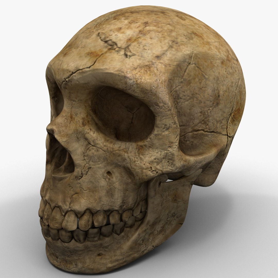 max neanderthal skull anatomy https://p.turbosquid.com/ts-thumb/eN/JHhBE6/ltqb1b0t/neanderthalskull_7/jpg/1377044935/1920x1080/fit_q87/d4d3b1169322161d57d9c1ae94f5506169250c51/neanderthalskull_7.jpg