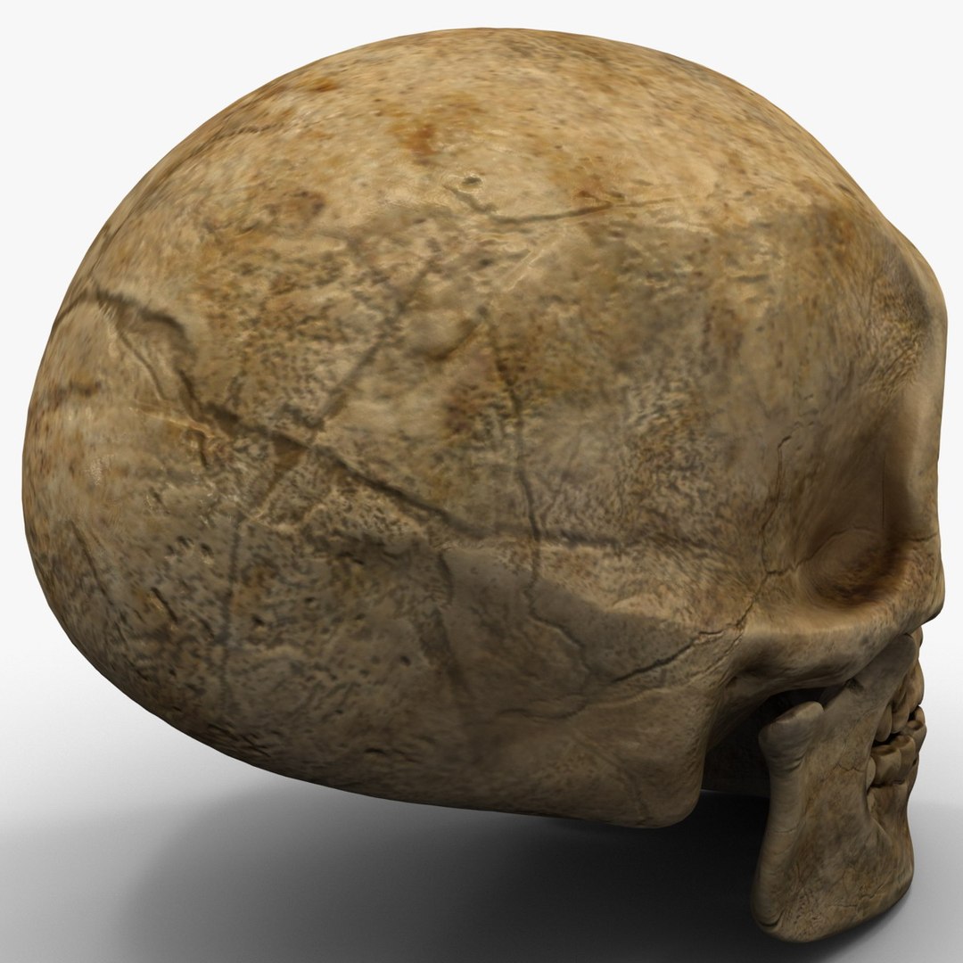 max neanderthal skull anatomy https://p.turbosquid.com/ts-thumb/eN/JHhBE6/nAwI2qqo/neanderthalskull_10/jpg/1377044942/1920x1080/fit_q87/3a41f71af71af93f1bf5919f437f589028610b3b/neanderthalskull_10.jpg