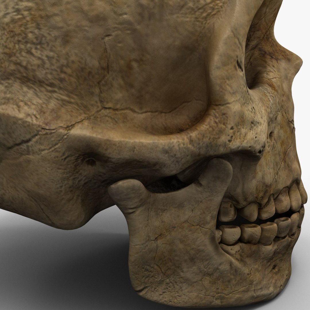 max neanderthal skull anatomy https://p.turbosquid.com/ts-thumb/eN/JHhBE6/oqOnC6AS/neanderthalskull_13/jpg/1377044963/1920x1080/fit_q87/a60f57e099c4785047b9b958b275cddf79b01951/neanderthalskull_13.jpg