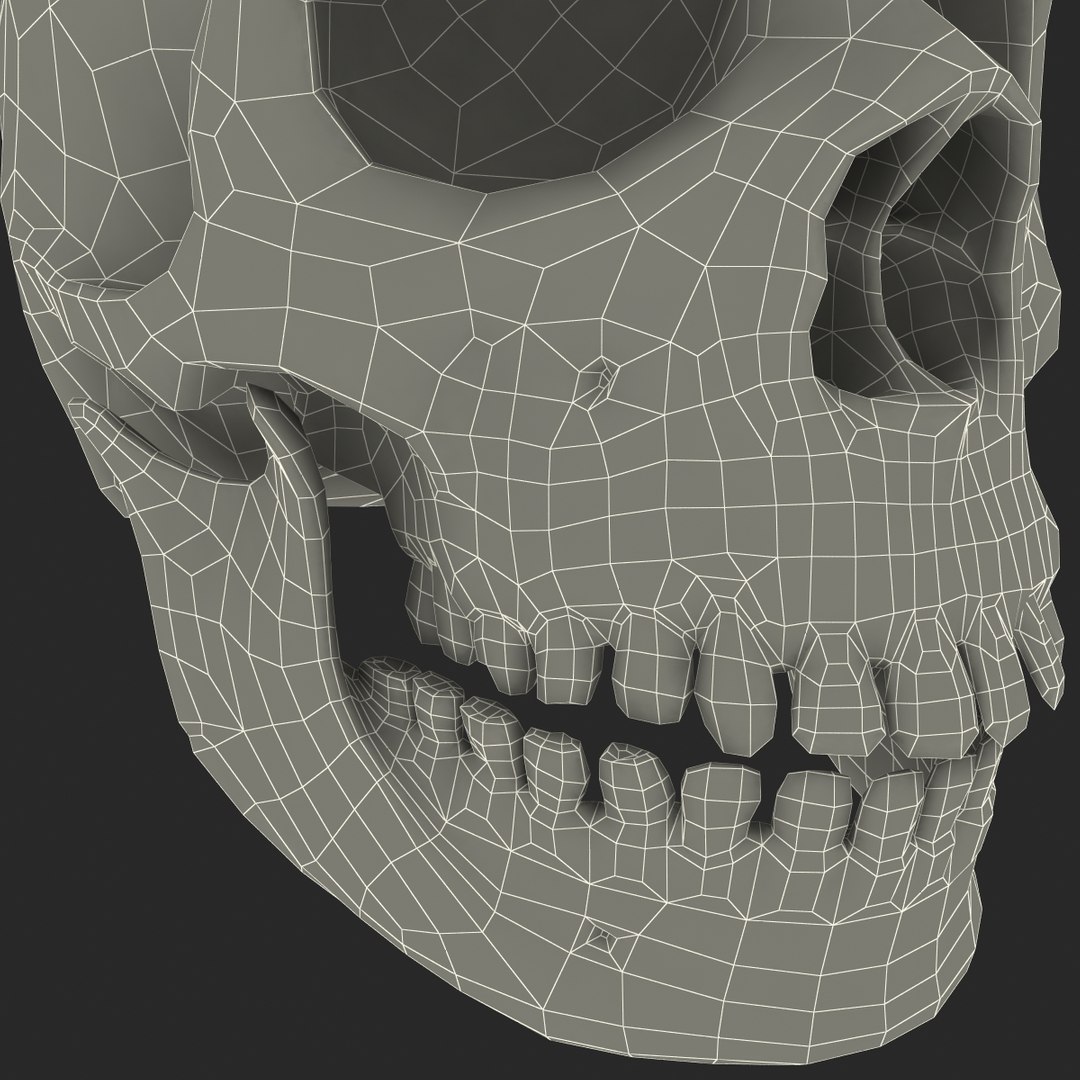 max neanderthal skull anatomy https://p.turbosquid.com/ts-thumb/eN/JHhBE6/p4vBaYXg/neanderthalskull_20/jpg/1377045013/1920x1080/fit_q87/a52ab4778b8418fc4b47d9e817dbc8c76d7478bd/neanderthalskull_20.jpg
