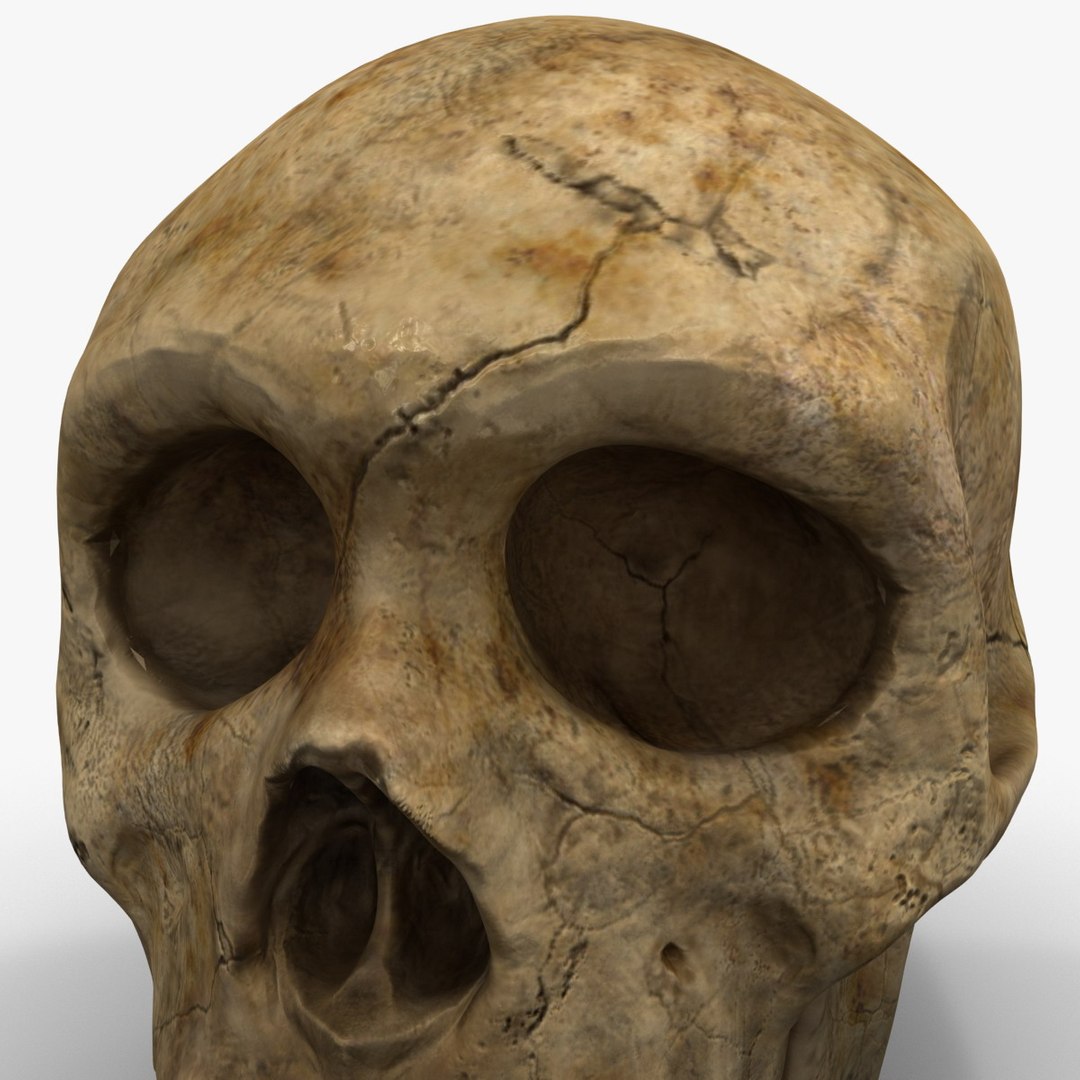 max neanderthal skull anatomy https://p.turbosquid.com/ts-thumb/eN/JHhBE6/pTNaf2w6/neanderthalskull_11/jpg/1377044963/1920x1080/fit_q87/76770ce2d6ea4eaa6fac92dafd33968c8940dfe0/neanderthalskull_11.jpg