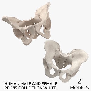 3D Human Male and Female Pelvis Collection White - 2 models