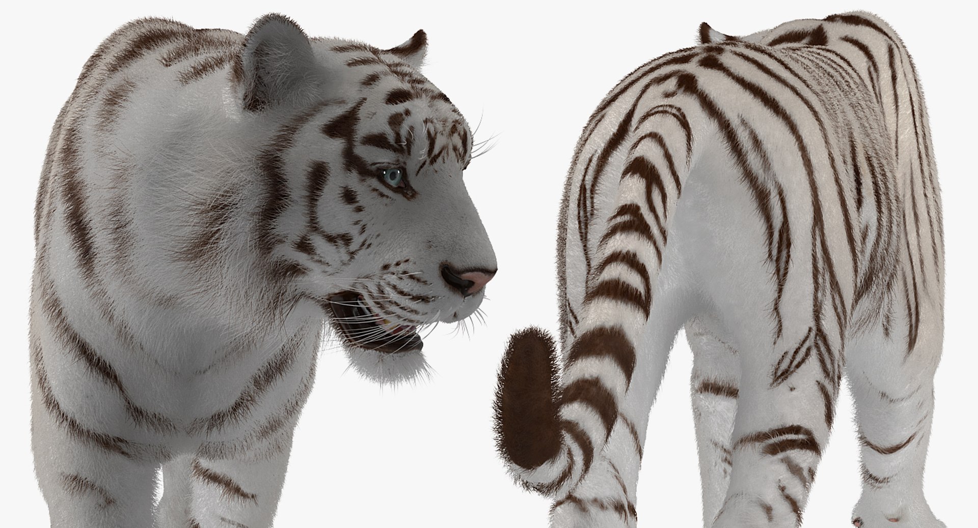 3D white tiger walkig pose model https://p.turbosquid.com/ts-thumb/eN/UM1zo1/0SnCj6f4/whitetigerwalkigposewithfur3dsmodel010/jpg/1522720021/1920x1080/fit_q87/90c46a989ef7f36d113a386f8443349c514f0fb8/whitetigerwalkigposewithfur3dsmodel010.jpg