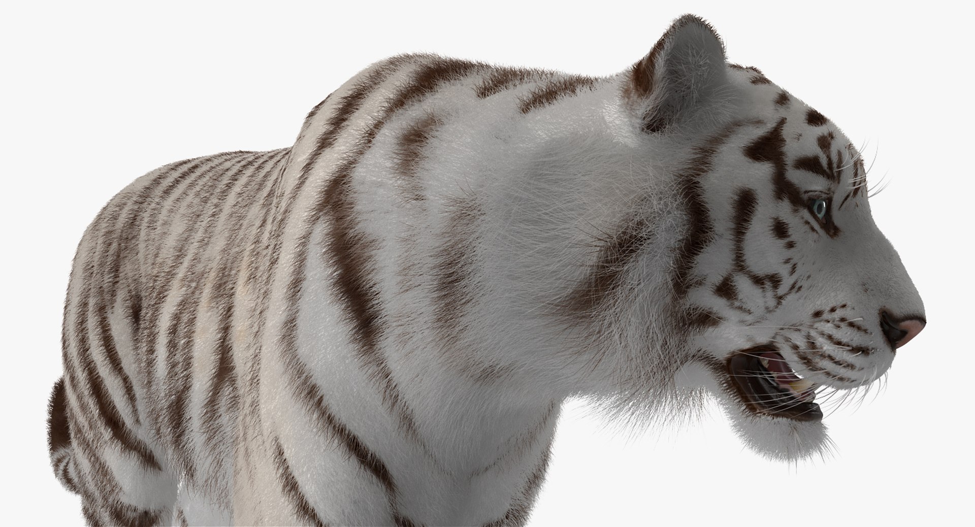 3D white tiger walkig pose model https://p.turbosquid.com/ts-thumb/eN/UM1zo1/4YN9GMrl/whitetigerwalkigposewithfur3dsmodel013/jpg/1522720033/1920x1080/fit_q87/fb4883d8a53308d71451e1eac56031983234dd91/whitetigerwalkigposewithfur3dsmodel013.jpg