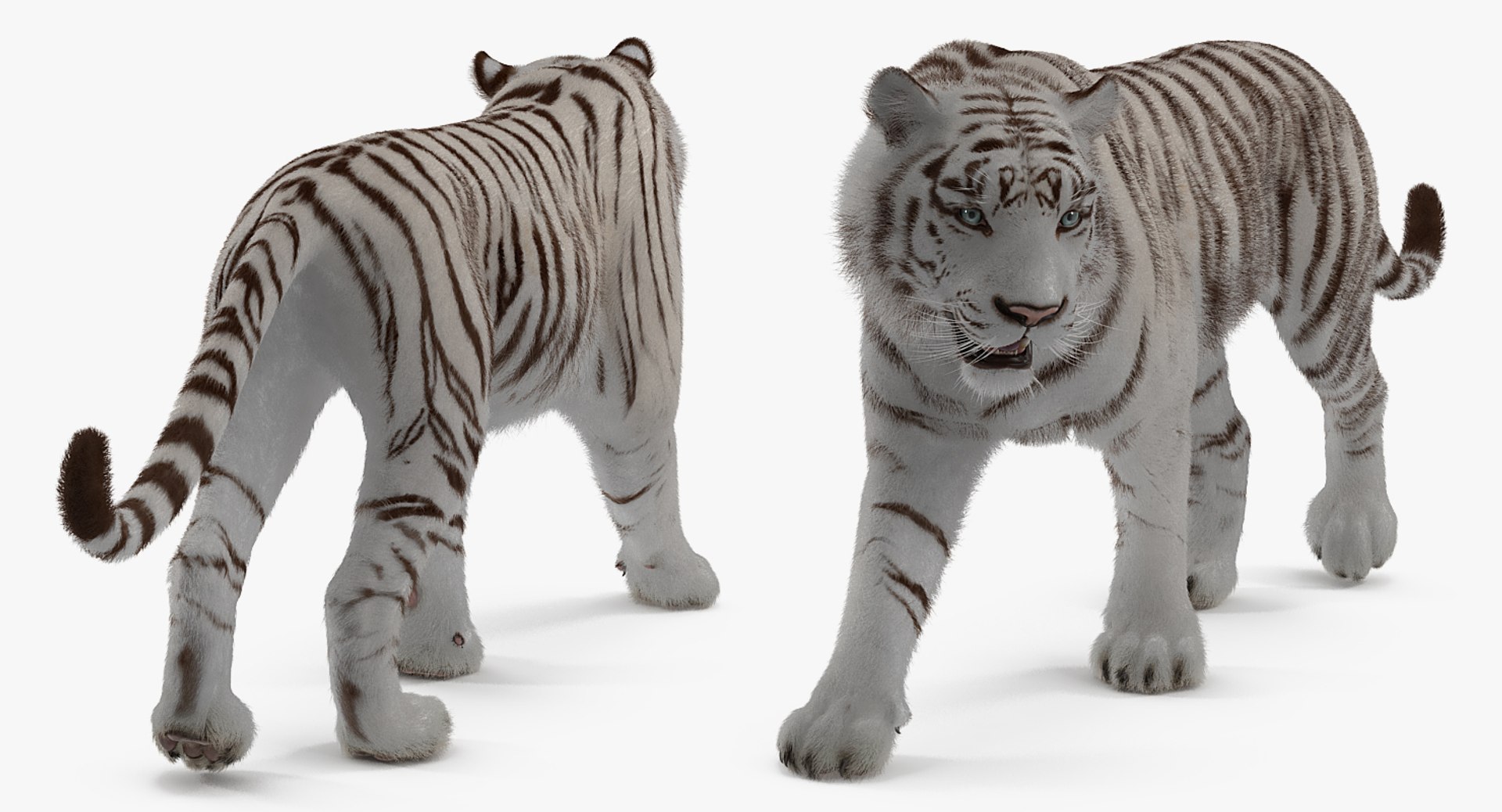 3D white tiger walkig pose model https://p.turbosquid.com/ts-thumb/eN/UM1zo1/AVijASOr/whitetigerwalkigposewithfur3dsmodel009/jpg/1522720010/1920x1080/fit_q87/d5b5008faeca440d9920bef66193220ca938c49a/whitetigerwalkigposewithfur3dsmodel009.jpg