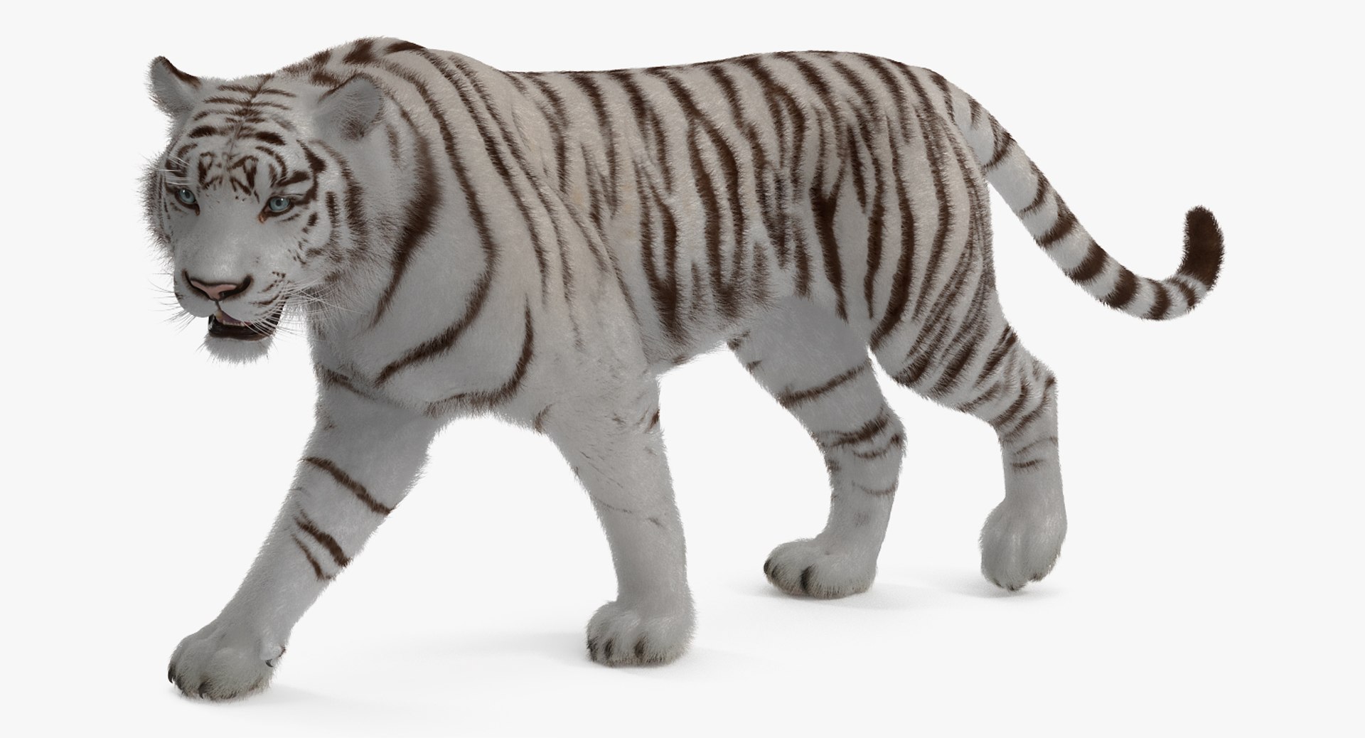 3D white tiger walkig pose model https://p.turbosquid.com/ts-thumb/eN/UM1zo1/IQGS9EjG/whitetigerwalkigposewithfur3dsmodel004/jpg/1522719990/1920x1080/fit_q87/051c8ba3e7fa0460fc9af6a55c329792e641459f/whitetigerwalkigposewithfur3dsmodel004.jpg