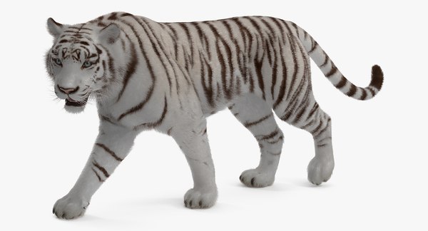 3D white tiger walkig pose model - TurboSquid 1273180