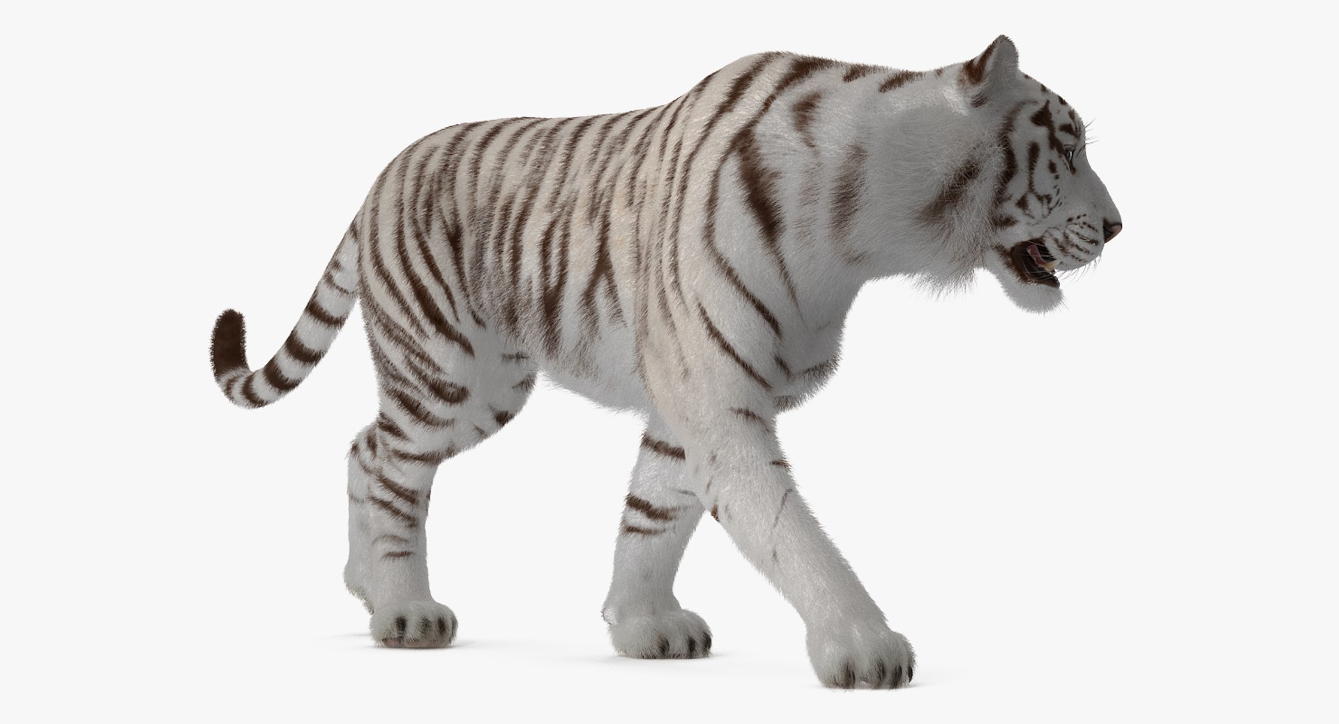 3D white tiger walkig pose model https://p.turbosquid.com/ts-thumb/eN/UM1zo1/ZRZc3q6R/whitetigerwalkigposewithfur3dsmodel005/jpg/1522719993/1920x1080/fit_q87/3386bd0946c43650eb72bb6ccddafd70eeea545f/whitetigerwalkigposewithfur3dsmodel005.jpg