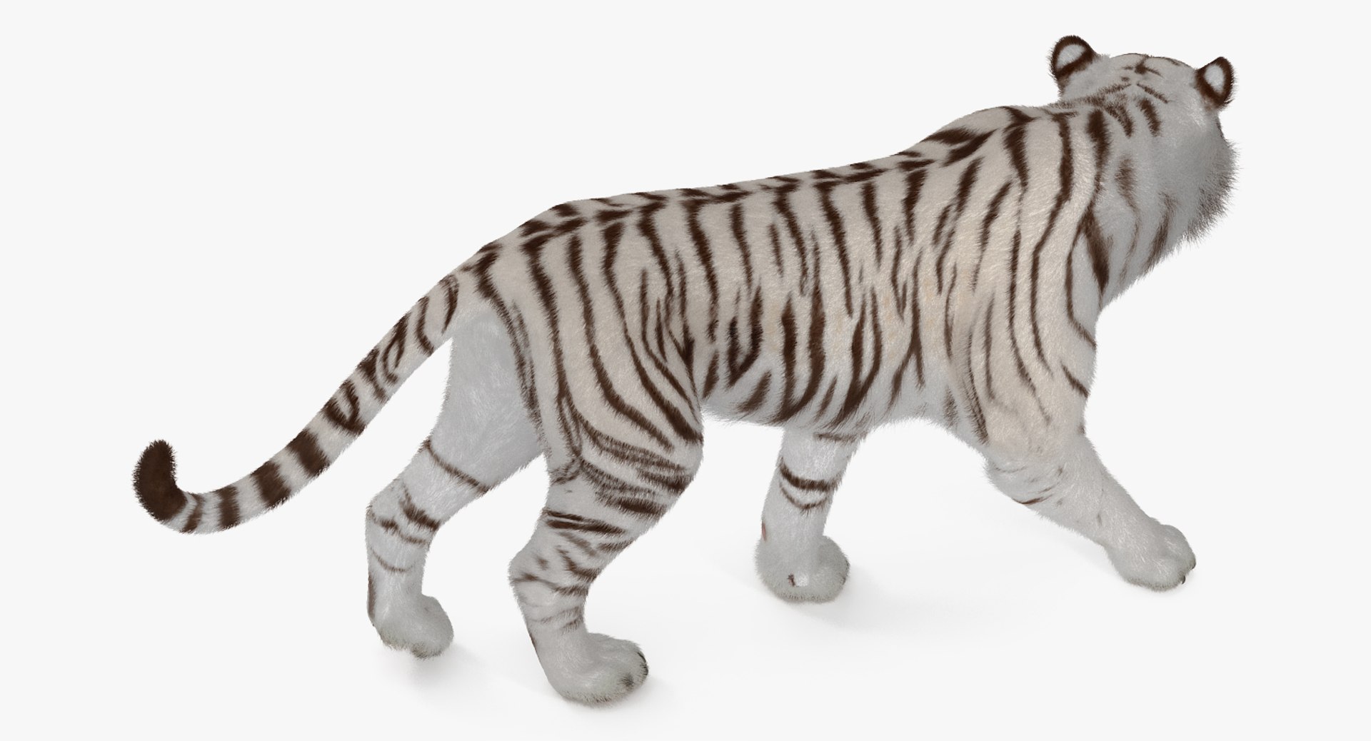 3D white tiger walkig pose model https://p.turbosquid.com/ts-thumb/eN/UM1zo1/mPPgFlfa/whitetigerwalkigposewithfur3dsmodel006/jpg/1522719996/1920x1080/fit_q87/6b8ece58e2d6e4de9f4fc0d5396fa68f48722b09/whitetigerwalkigposewithfur3dsmodel006.jpg