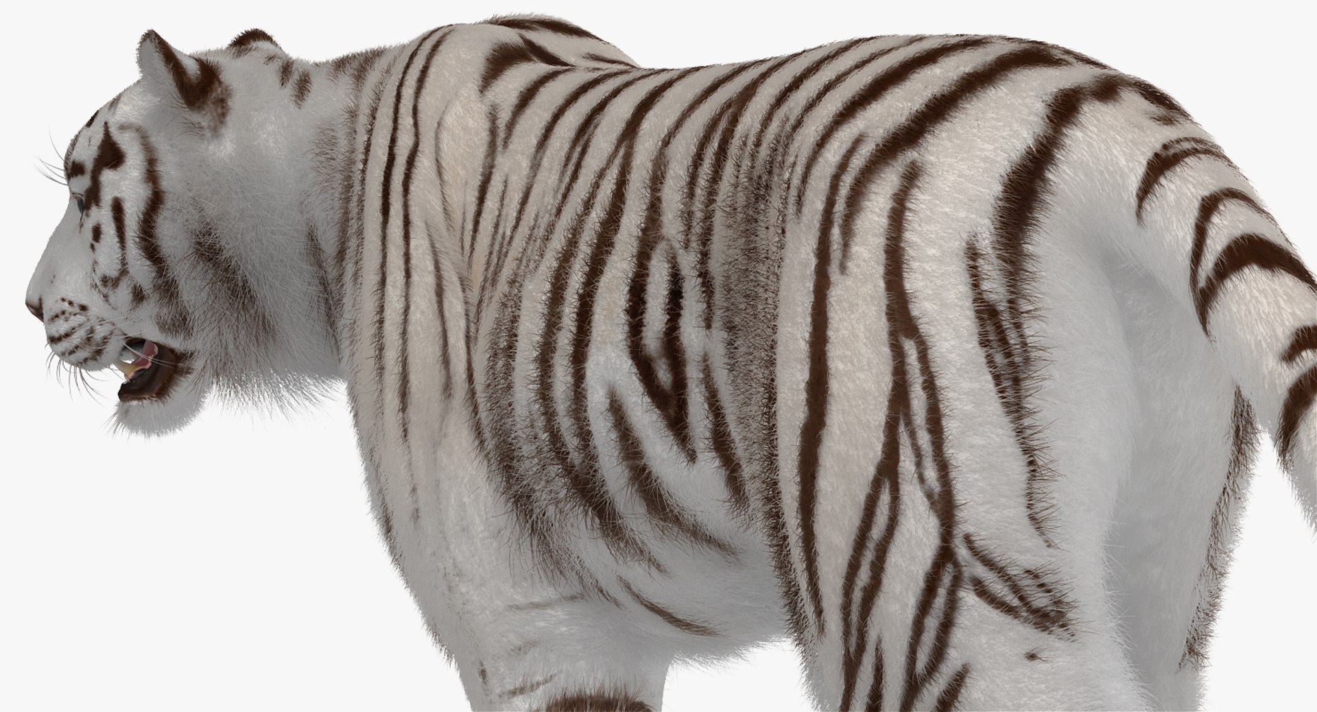 3D white tiger walkig pose model https://p.turbosquid.com/ts-thumb/eN/UM1zo1/sjFqJgE8/whitetigerwalkigposewithfur3dsmodel014/jpg/1522720037/1920x1080/fit_q87/37f544db962a12f0dd77ec1ddf86ea3523903970/whitetigerwalkigposewithfur3dsmodel014.jpg