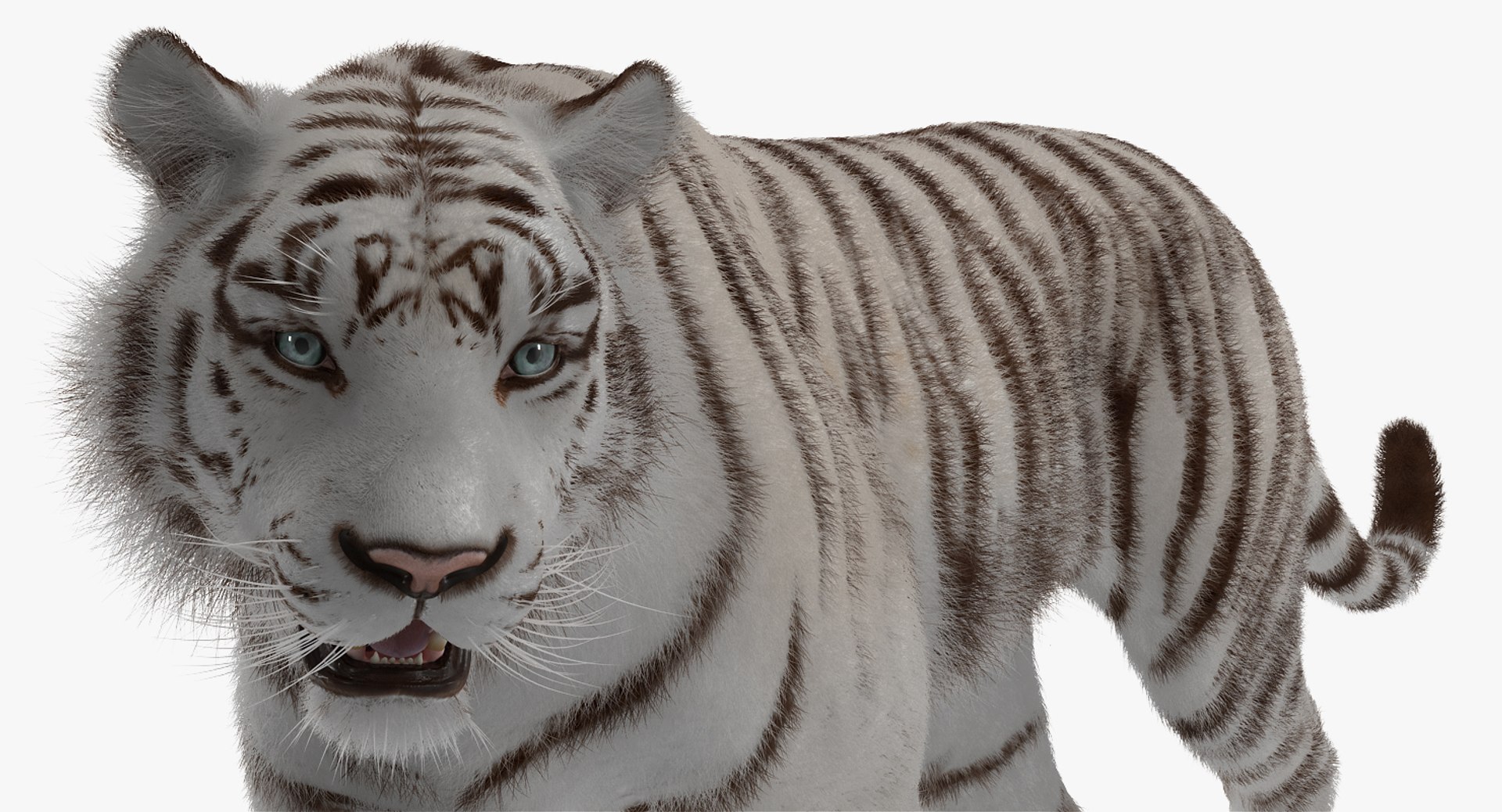 3D white tiger walkig pose model https://p.turbosquid.com/ts-thumb/eN/UM1zo1/uZmiH5w1/whitetigerwalkigposewithfur3dsmodel011/jpg/1522720025/1920x1080/fit_q87/40dfa8b1cee8338382dddda50f19f37576a25865/whitetigerwalkigposewithfur3dsmodel011.jpg