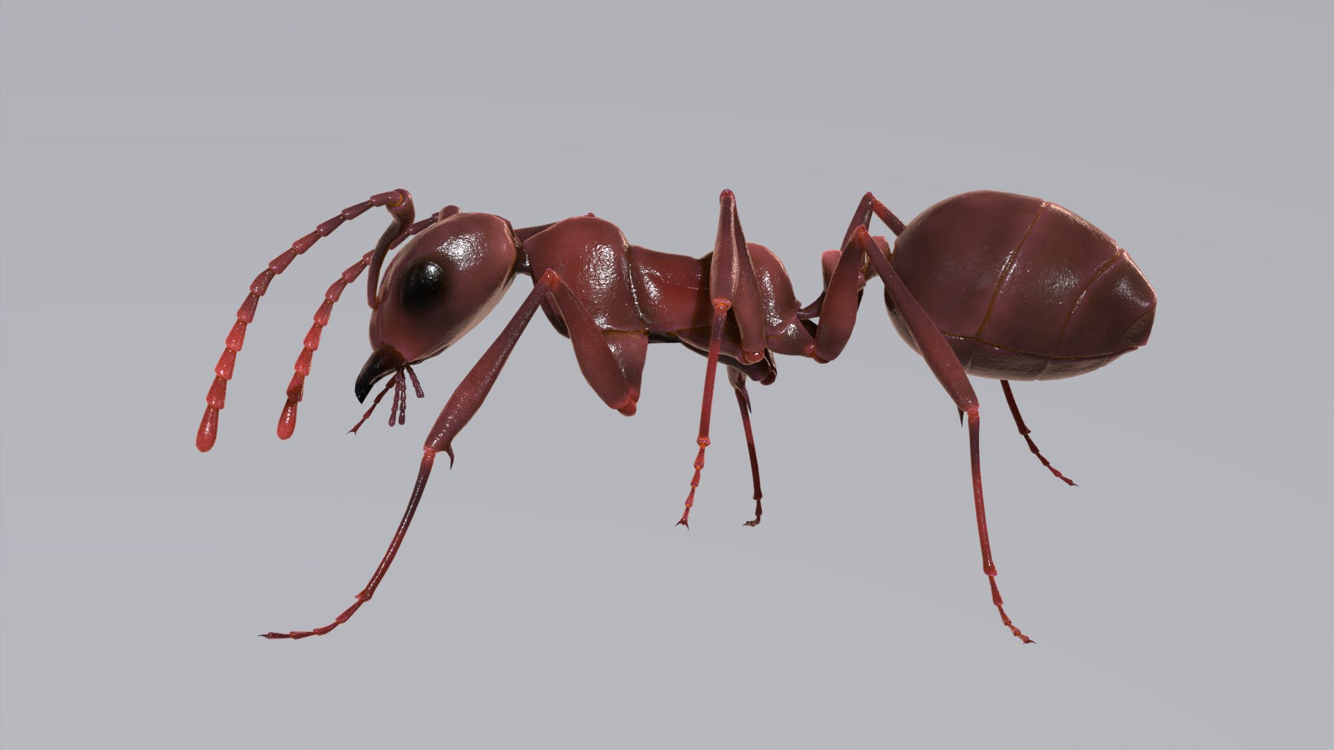 Ant Rigged Animated Red Black Insect Low Poly 3D Model - TurboSquid 2331282