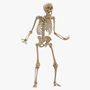 Real Human Female Skeleton Pose 103(1) 3D model