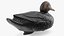 Señuelo de pato negro