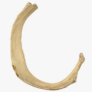 costae verae rib 01 model