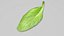 3D Fresh Basil Leaf