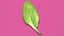 3D Fresh Basil Leaf