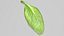 3D Fresh Basil Leaf