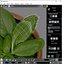 3D Fresh Basil Leaf