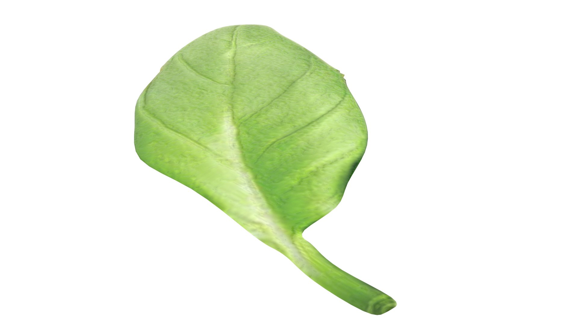 3D Fresh Basil Leaf https://p.turbosquid.com/ts-thumb/eN/qhrgSR/GO/basil8/jpg/1730660406/1920x1080/fit_q87/432ba0563c8b3c99ca209a582d8510b5dc6ea1c1/basil8.jpg