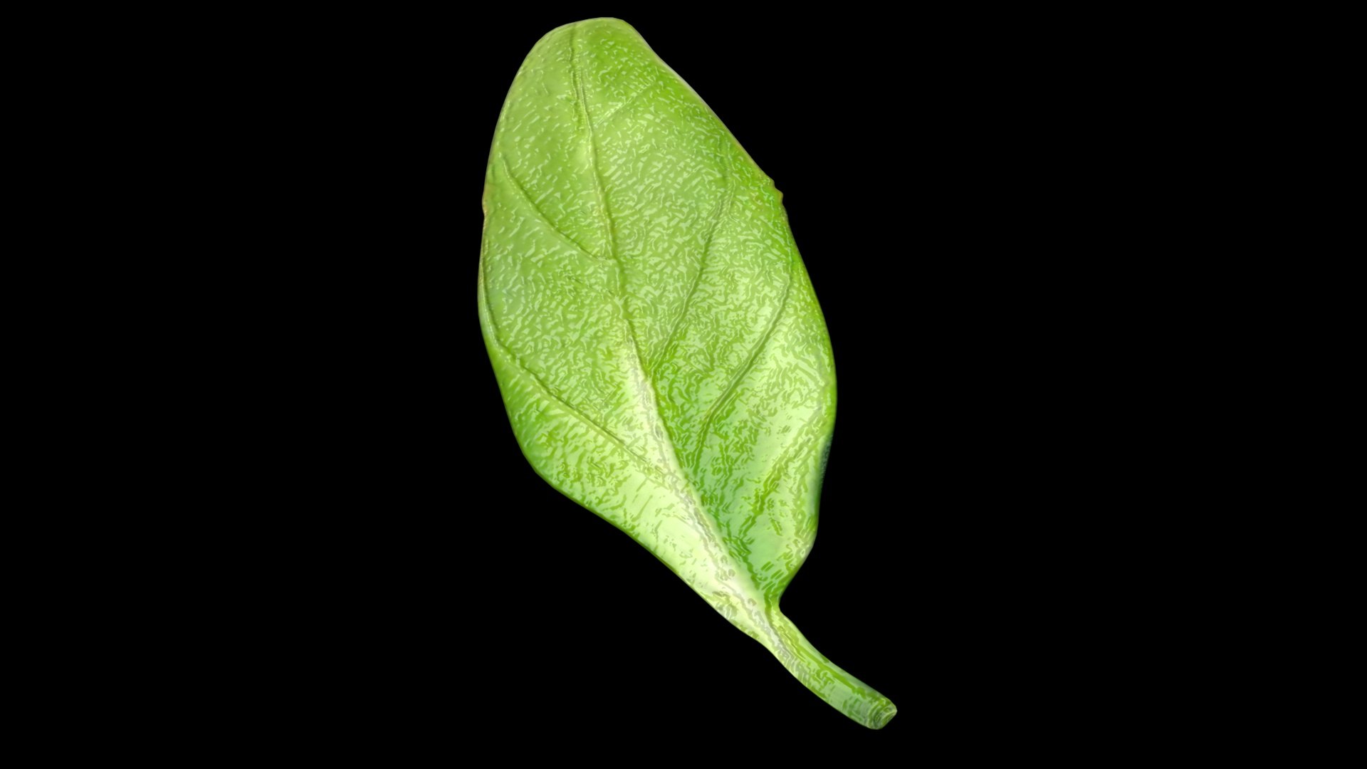 3D Fresh Basil Leaf https://p.turbosquid.com/ts-thumb/eN/qhrgSR/MF/basil7/jpg/1730660407/1920x1080/fit_q87/e4319ac3ba0b26e1985c3068e7abf0a228e64e76/basil7.jpg