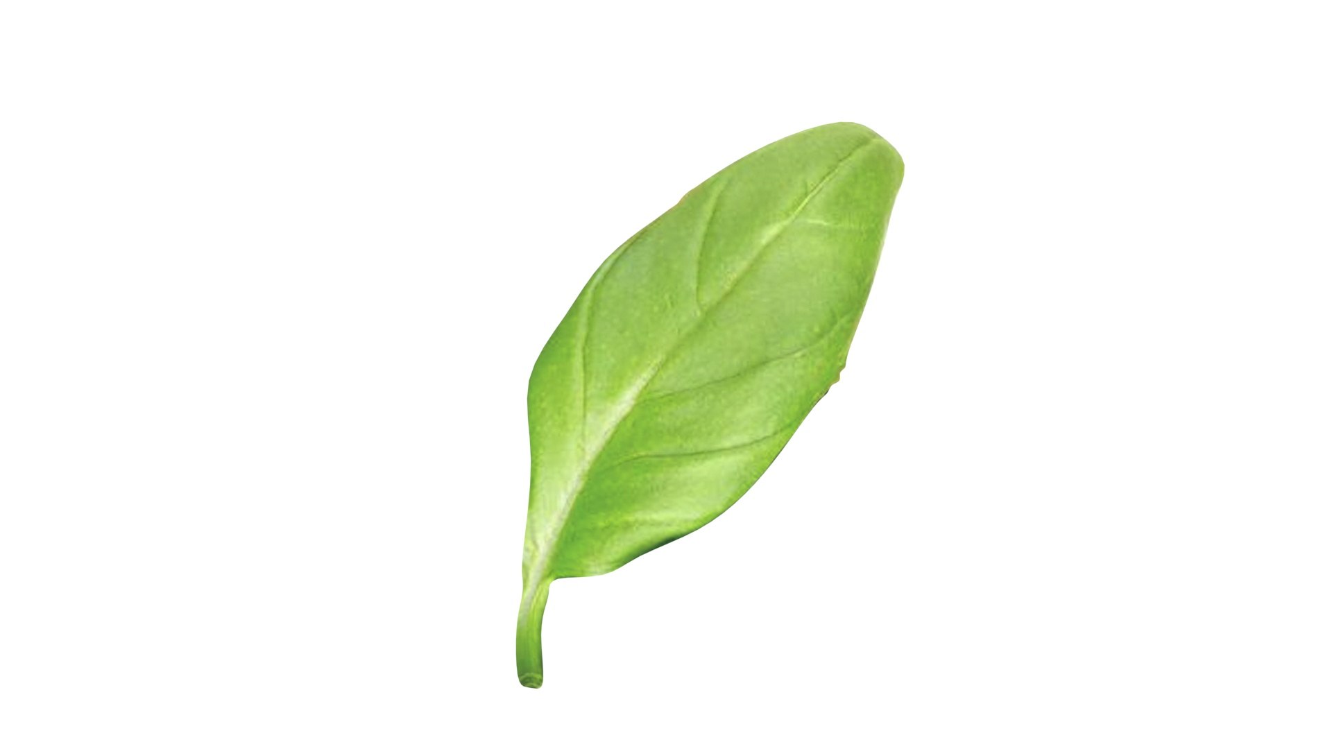 3D Fresh Basil Leaf https://p.turbosquid.com/ts-thumb/eN/qhrgSR/fo/basil13/jpg/1730660404/1920x1080/fit_q87/e4b835e77e86230e61070e8a8bc6d7191f68fc58/basil13.jpg