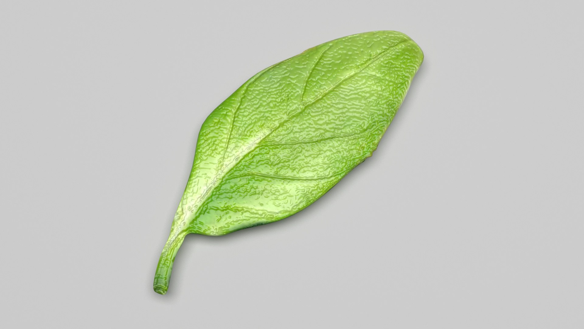 3D Fresh Basil Leaf https://p.turbosquid.com/ts-thumb/eN/qhrgSR/gE/basil2/jpg/1730660409/1920x1080/fit_q87/97cd1de597e0ef1a0928033ee53626ff54ee1b0d/basil2.jpg
