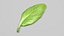 3D Fresh Basil Leaf