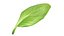 3D Fresh Basil Leaf