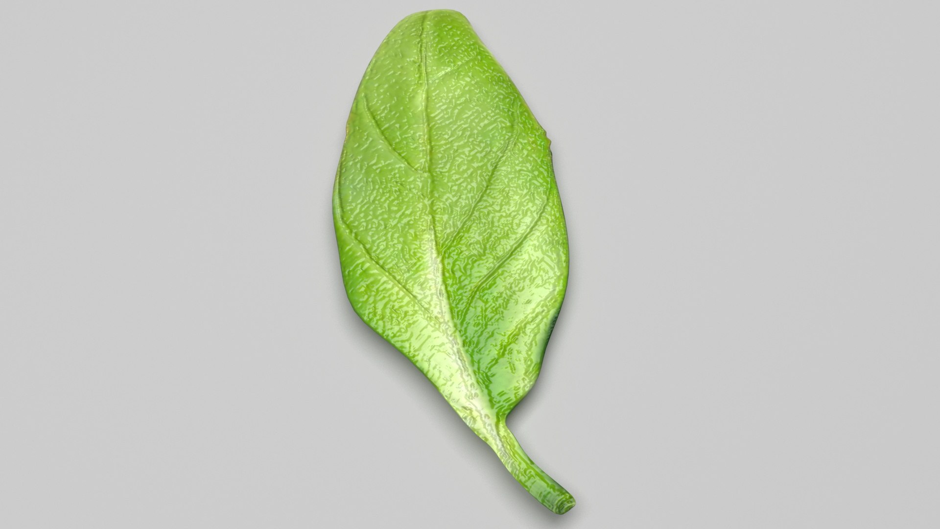 3D Fresh Basil Leaf https://p.turbosquid.com/ts-thumb/eN/qhrgSR/wO/basil/jpg/1730660410/1920x1080/fit_q87/20f472c3ded2dfa519647293e0aadde88fcf8bed/basil.jpg