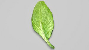 3D Fresh Basil Leaf
