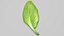 3D Fresh Basil Leaf