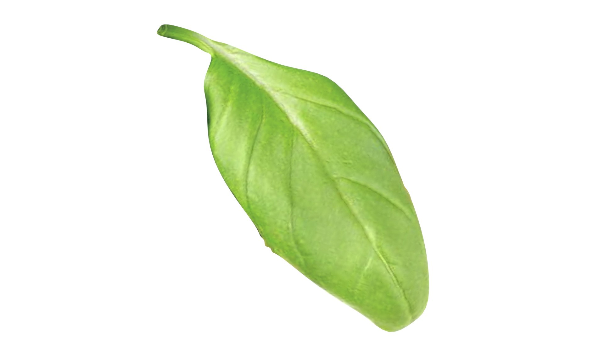 3D Fresh Basil Leaf https://p.turbosquid.com/ts-thumb/eN/qhrgSR/wP/basil10/jpg/1730660405/1920x1080/fit_q87/277e5c00d2e6d9d0e483f806ca2807d6abd3cf62/basil10.jpg
