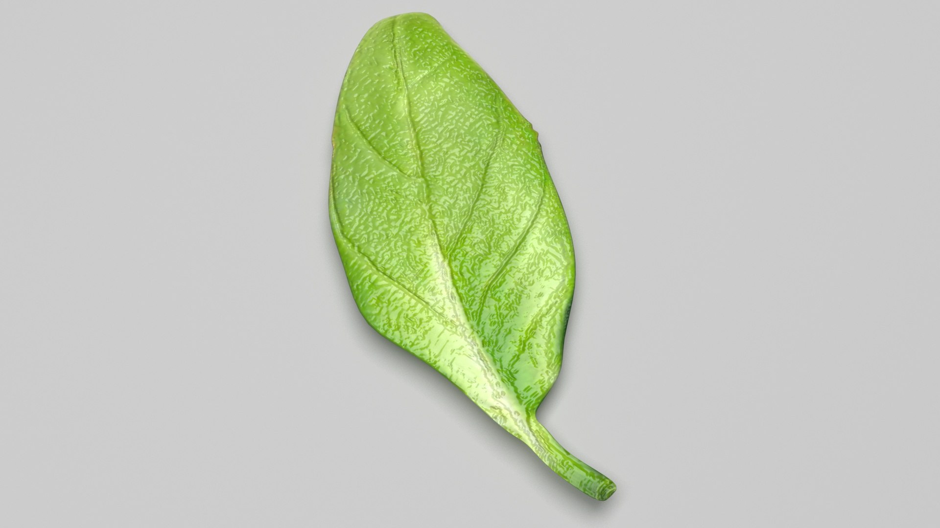 3D Fresh Basil Leaf https://p.turbosquid.com/ts-thumb/eN/qhrgSR/wQ/basil5/jpg/1730660408/1920x1080/fit_q87/f2c491f2e0bbbf072c3369de3dd6f81c90704402/basil5.jpg